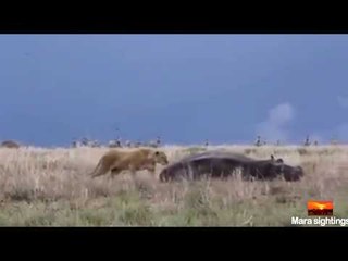 Lion's Attempt at Hunting Hippo Backfires Spectacularly