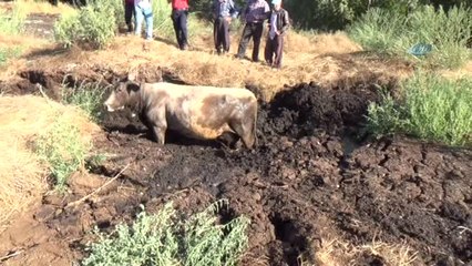 Gübreye Batan İneği İtfaiye Kurtardı