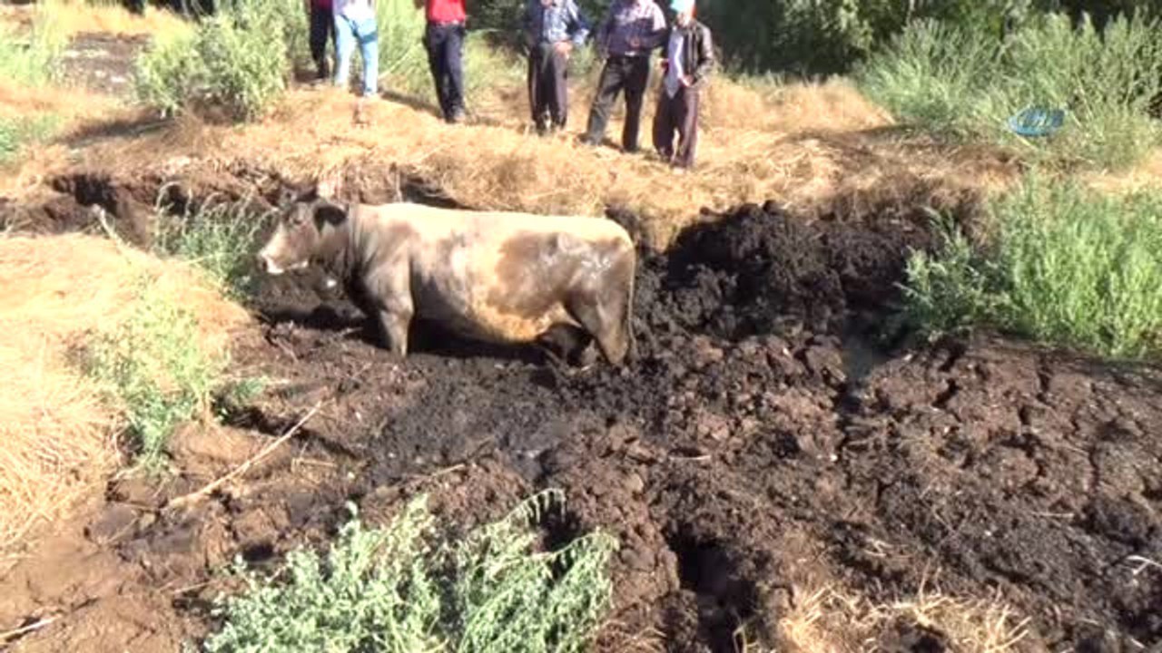 Gübreye Batan İneği İtfaiye Kurtardı