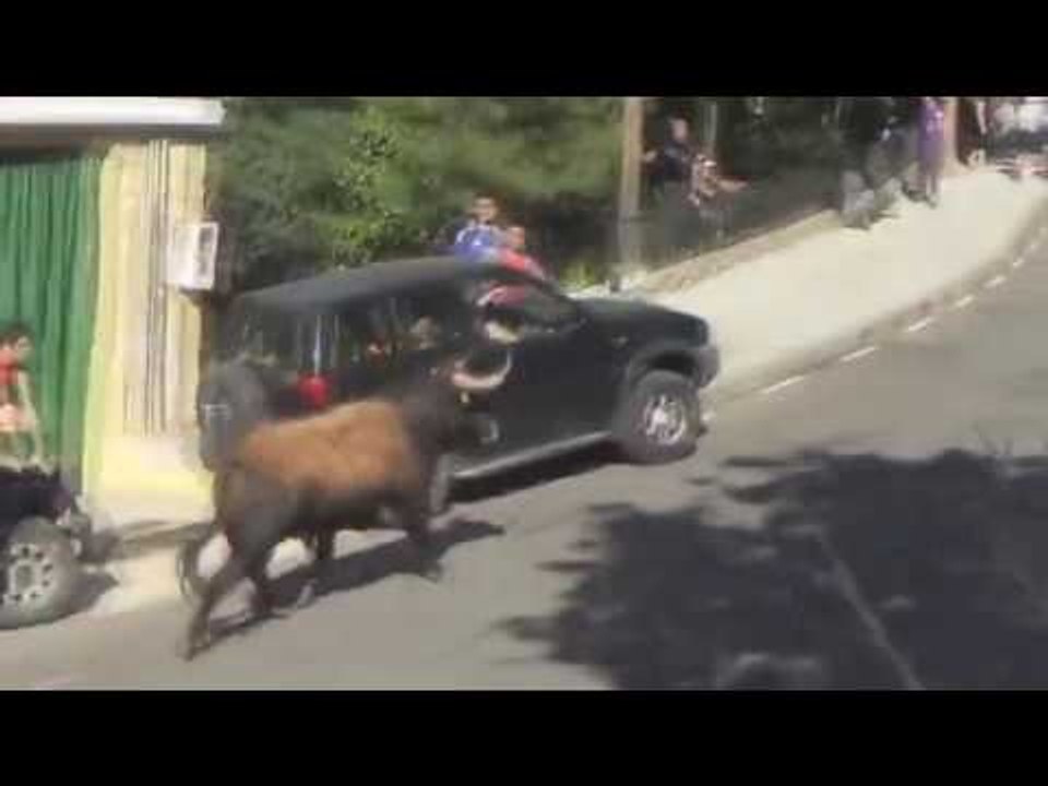 Ce taureau encorne un 4x4 de touristes en pleine rue