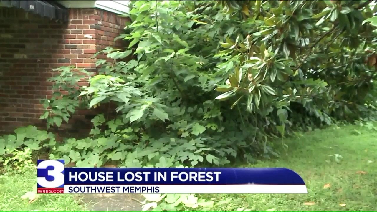 Neighbors Say Unkept Yards Are Turning Community into a Forest