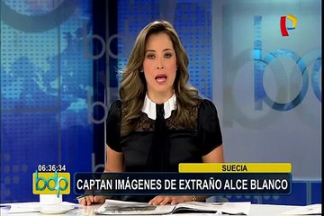Avistan a un alce blanco en un campo de Suecia