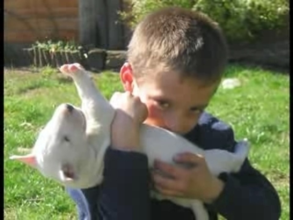 UNE VIE DE CHIEN