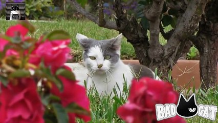 Adorable Cats Compilation - Best Funny Cat Videos Ever (6)