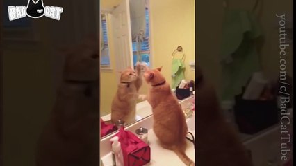 Adorable Cats Compilation - Best Funny Cat Videos Ever (10)