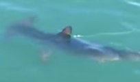 Rare Sighting of a Shark in Lake Macquarie