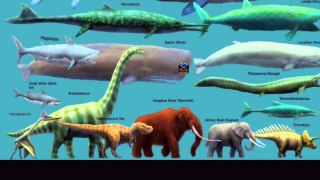 blue whale information in urdu/hindi,نیلی وہیل زمین کا سب سے بڑا جاندار