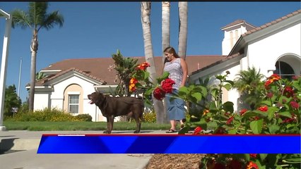 Dog Survives Being Thrown from Truck, Hit by DUI Driver