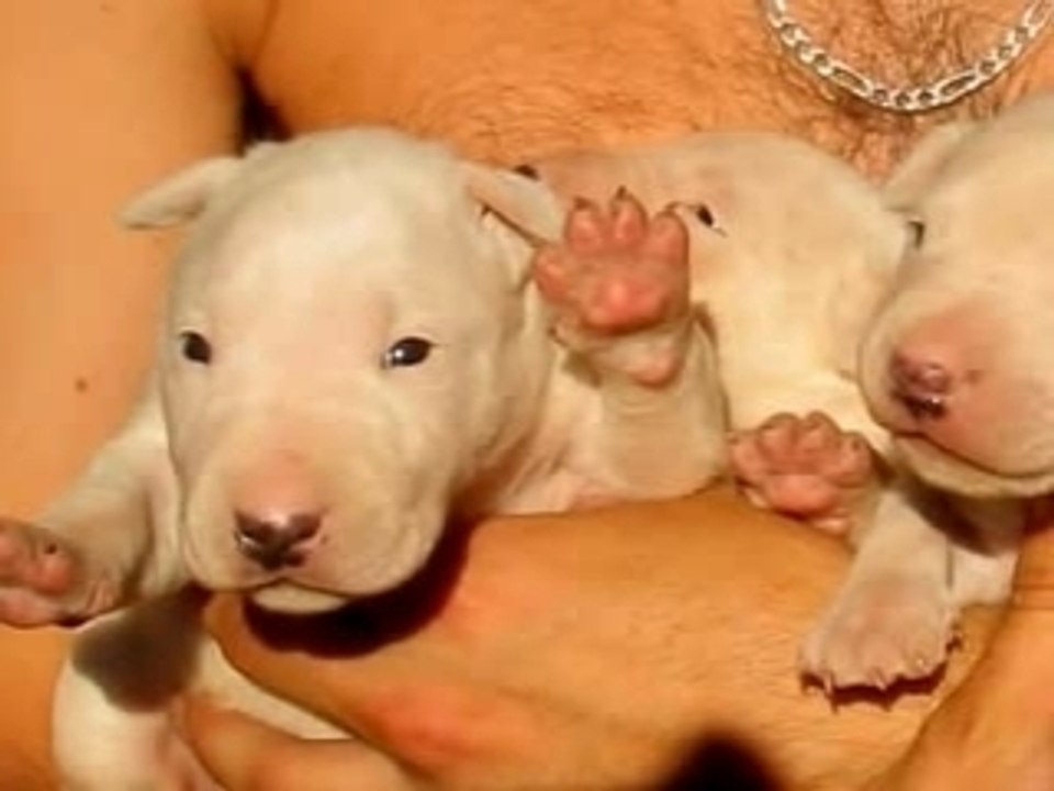 CHIOTS BULL TERRIER