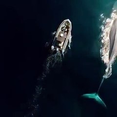 Amazing world biggest fish of world in water ( 360 X 360 )