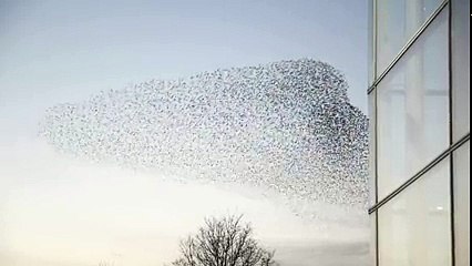 Amazing Birds Murmuration ( 240 X 426 )