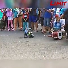 Dog bike ride stunt super dog ( 360 X 360 )