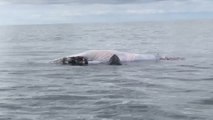 Graban a un tiburón blanco mientras se come a una ballena muerta