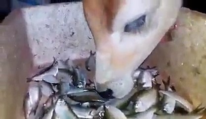Unblieveable COW Eating fish video viral