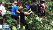3 Children, Woman Injured After Massive Tree Falls in Central Park