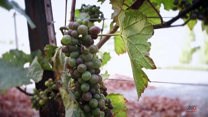 MotoAmerica Best Passes Sonoma Raceway