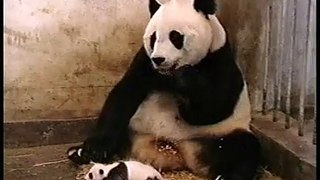 Baby_panda_sneeze