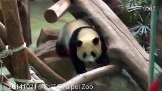 熊貓圆仔偷了彪爸的钢杯The Giant Panda Yuan Zai