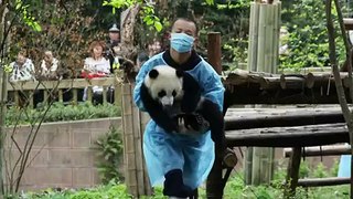 Natural World Panda makers  BBC大熊猫纪录片
