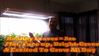 Marijuana Garden Rescue | Big Reds Garden | Waaay Too Much Light
