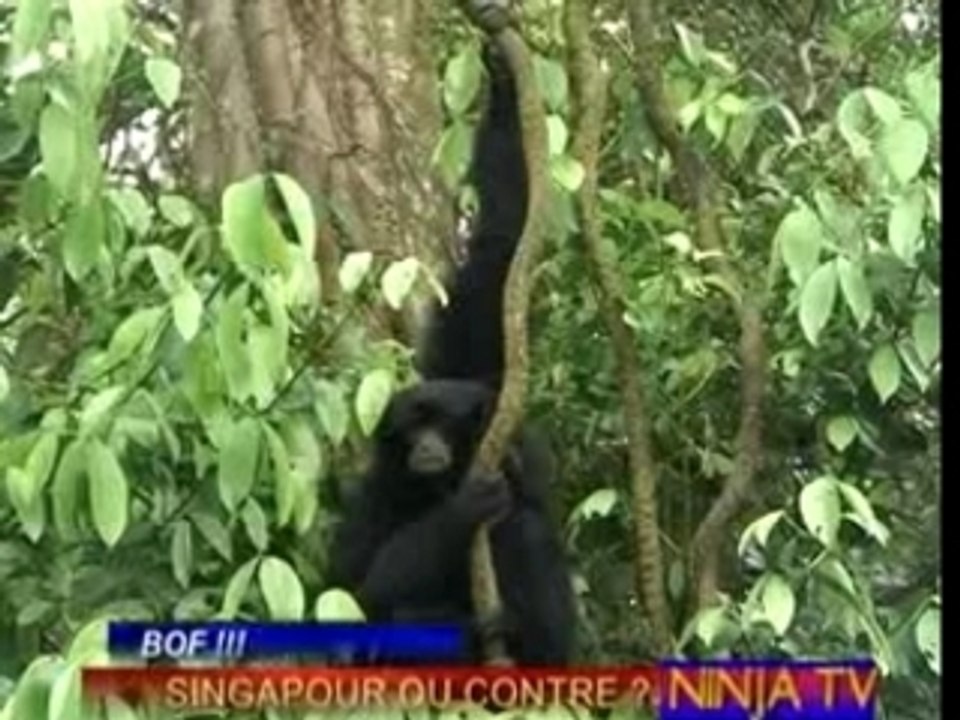 zoo city