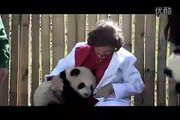 在西班牙的大熊猫双胞胎 - Panda bears twins at the Madrid Zoo