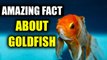 Goldfish can produce alcohol to survive under ice-covered lakes | Oneindia News