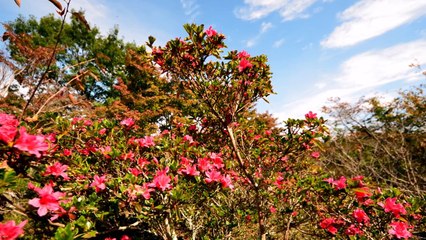 Chiisai Aki Mitsuketa 小さい秋みつけた　フルート二重奏（多重録音）