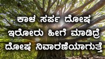 Peepal Tree solves Kala Sarpa Dosha : Watch video for complete details