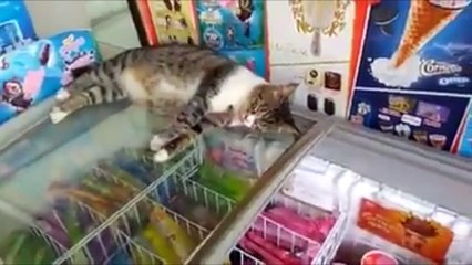 Ce chat est vraiment imperturbable !