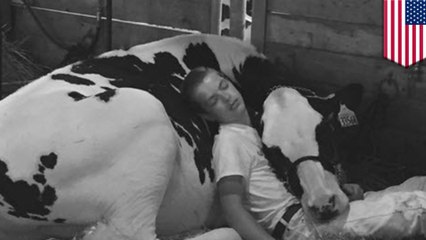 Photo of boy and cow napping together goes viral