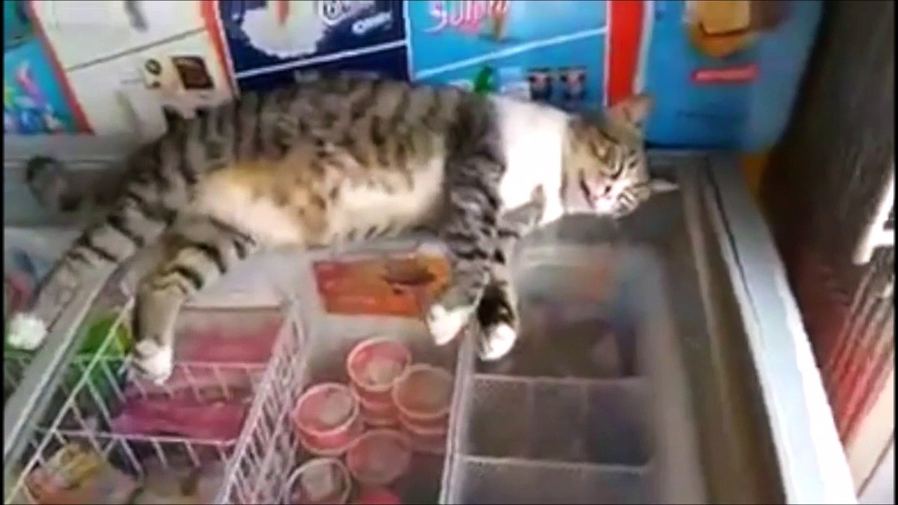 Ce chat est bien décidé à ne pas bouger d'un poil