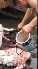 Pirana böyle tutulur