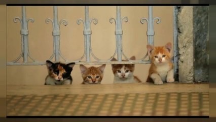 "Kedi" - Istanbul aus Katzensicht