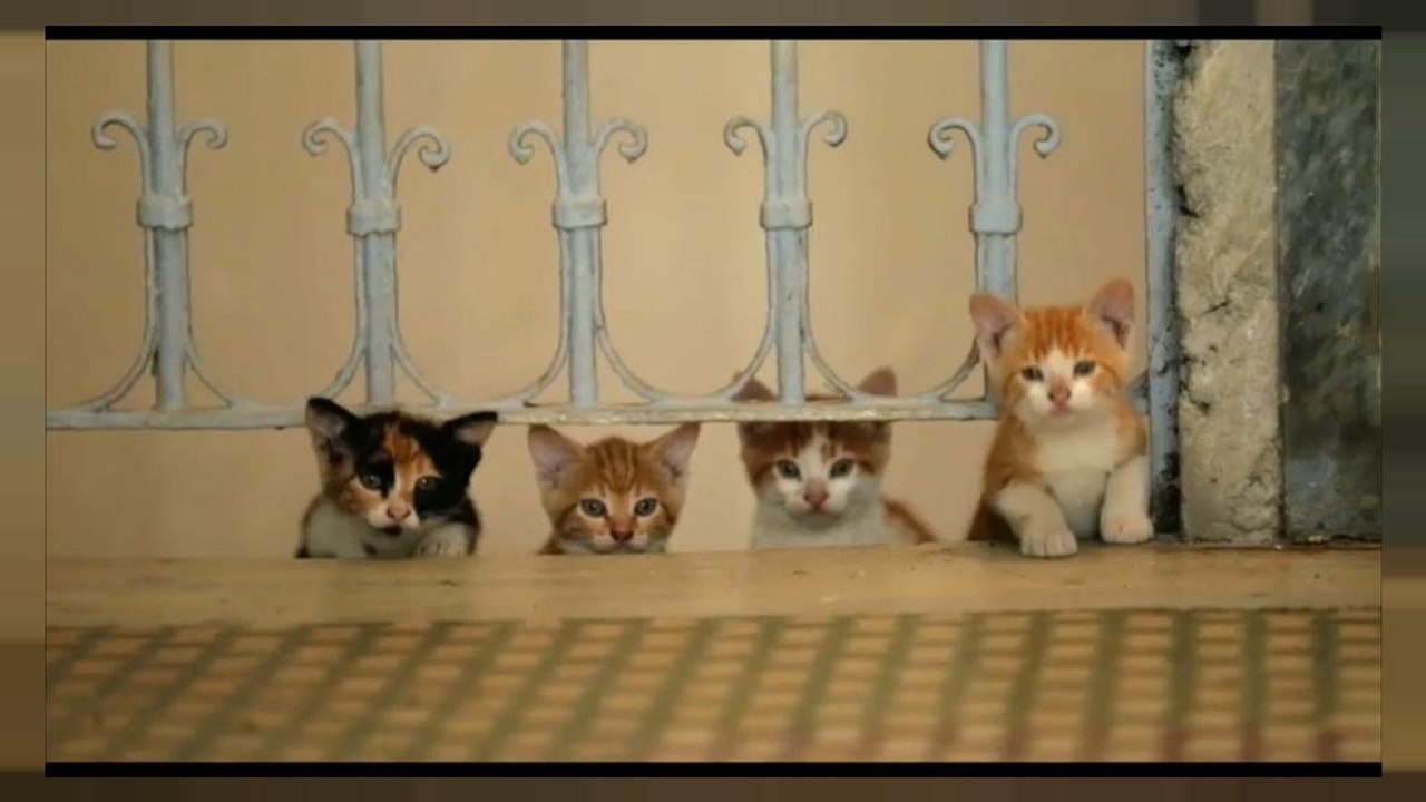 "Kedi" - Istanbul aus Katzensicht