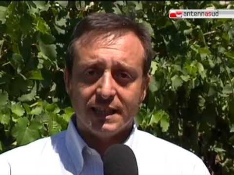 TG 12.08.11 Vendemmia 2011, per la Puglia si prevede un'ottima annata