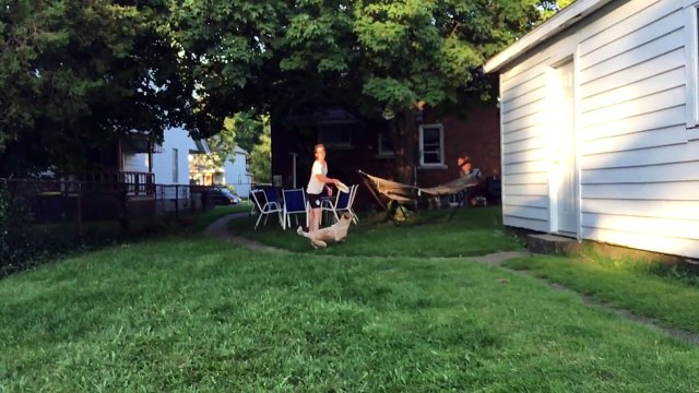 Un chien attrape un frisbee (Fail)