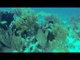 Shark Forages Through Ocean Coral