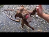 Man Straps GoPro to Dog During Under Water Fetch Game