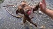 Man Straps GoPro to Dog During Under Water Fetch Game