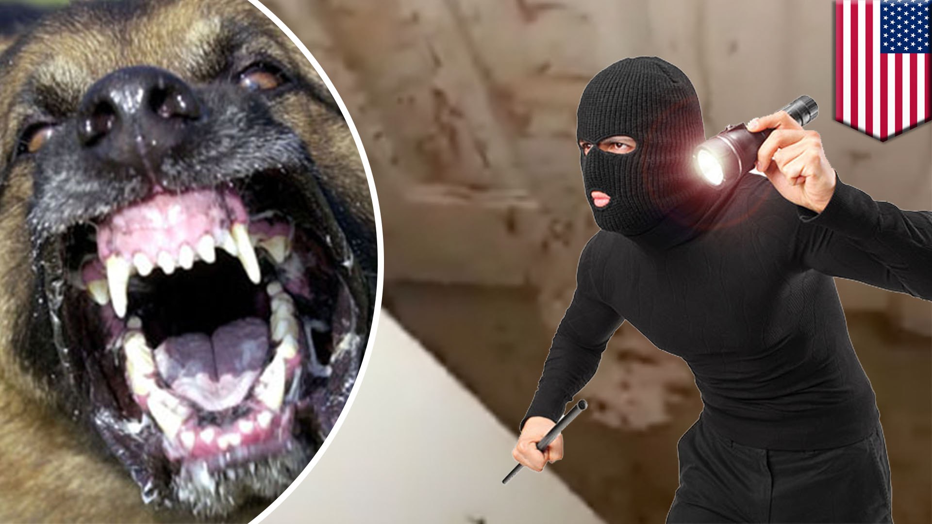 what happens if a dog attacks a intruder