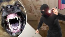 Guard dog attacks intruder who clearly lost a ton of blood