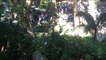 Portugal: la chute d'un arbre fait douze morts à Madère
