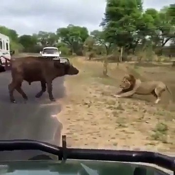 ویڈیو میں دیکھیں شیر نے اپنے شکار کو ایسا دبوچا کہ پھر وہ اپنی جان نہ بچا پایا۔ ویڈیو: جمیل احمد۔ اوکاڑہ