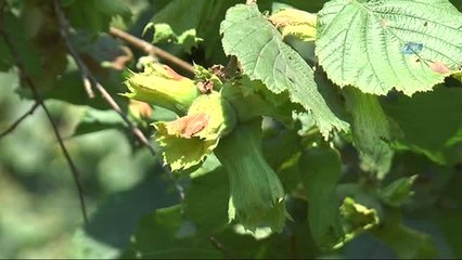 Açıklanmayan Fındık Rekoltesi Kafaları Karıştırdı