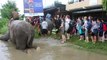 Elephants rescue tourists stranded by floods in Nepal