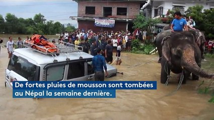 Népal : des touristes évacués des inondations à dos d'éléphant