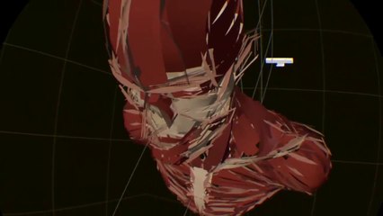 Busto humano con músculos en CoolPaintr VR