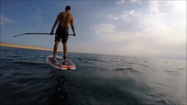 Un groupe de dauphins au large d'Hourtin dans le Médoc