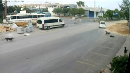 Antalya'da Köpeğin Ölümüne Sebep Olan Araç Sürücüsünün Ehliyetine El Konuldu